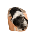 ミックス犬、シーズーとチワワ（個別スタンプ：25）