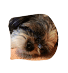 ミックス犬、シーズーとチワワ（個別スタンプ：26）