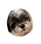 ミックス犬、シーズーとチワワ（個別スタンプ：27）