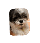 ミックス犬、シーズーとチワワ（個別スタンプ：28）