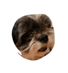 ミックス犬、シーズーとチワワ（個別スタンプ：29）