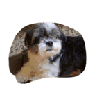 ミックス犬、シーズーとチワワ（個別スタンプ：33）