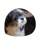 ミックス犬、シーズーとチワワ（個別スタンプ：35）