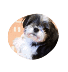 ミックス犬、シーズーとチワワ（個別スタンプ：36）