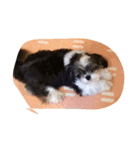 ミックス犬、シーズーとチワワ（個別スタンプ：39）