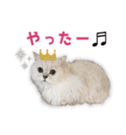 ニートねこ（個別スタンプ：7）