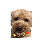 トイプードル コナの日常（個別スタンプ：2）