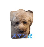 トイプードル コナの日常（個別スタンプ：4）