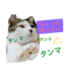 毛玉きょうだいの写真スタンプ その2（個別スタンプ：9）