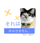 毛玉きょうだいの写真スタンプ その2（個別スタンプ：15）
