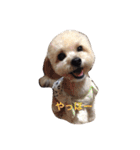 我が家のお犬様たち（個別スタンプ：1）