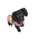 我が家のお犬様たち（個別スタンプ：2）