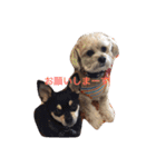 我が家のお犬様たち（個別スタンプ：4）