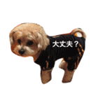 我が家のお犬様たち（個別スタンプ：5）
