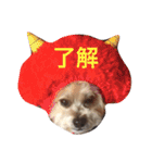 我が家のお犬様たち（個別スタンプ：6）