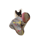 我が家のお犬様たち（個別スタンプ：7）