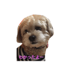 我が家のお犬様たち（個別スタンプ：8）