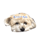 我が家のお犬様たち（個別スタンプ：9）