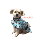 我が家のお犬様たち（個別スタンプ：11）