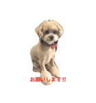 我が家のお犬様たち（個別スタンプ：12）