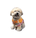 我が家のお犬様たち（個別スタンプ：13）