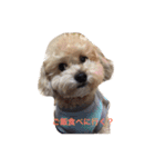 我が家のお犬様たち（個別スタンプ：15）