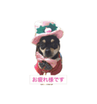 我が家のお犬様たち（個別スタンプ：16）