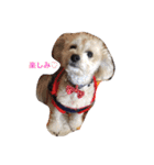 我が家のお犬様たち（個別スタンプ：17）