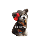 我が家のお犬様たち（個別スタンプ：18）