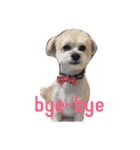 我が家のお犬様たち（個別スタンプ：19）
