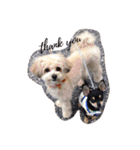 我が家のお犬様たち（個別スタンプ：20）