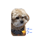 我が家のお犬様たち（個別スタンプ：21）