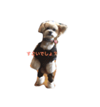 我が家のお犬様たち（個別スタンプ：22）