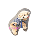 我が家のお犬様たち（個別スタンプ：24）