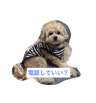 我が家のお犬様たち（個別スタンプ：25）