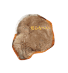 我が家のお犬様たち（個別スタンプ：26）