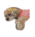 我が家のお犬様たち（個別スタンプ：27）