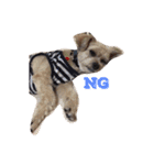 我が家のお犬様たち（個別スタンプ：28）