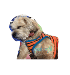 我が家のお犬様たち（個別スタンプ：29）