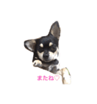 我が家のお犬様たち（個別スタンプ：31）