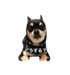 我が家のお犬様たち（個別スタンプ：32）