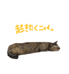 あおひな。（個別スタンプ：2）