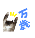 あおひな。（個別スタンプ：4）