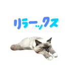 あおひな。（個別スタンプ：7）