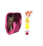 あおひな。（個別スタンプ：16）
