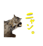 あおひな。（個別スタンプ：23）
