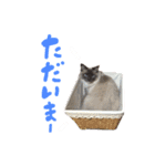 あおひな。（個別スタンプ：24）