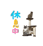 あおひな。（個別スタンプ：25）