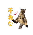 あおひな。（個別スタンプ：32）