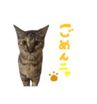 あおひな。（個別スタンプ：34）